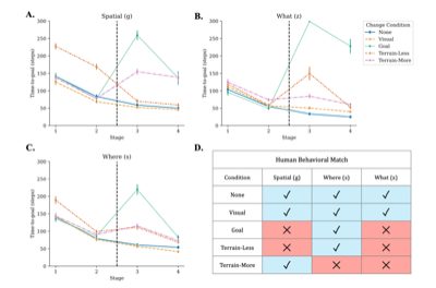Human-like Task Adaptation in Artificial Agents with ‘What’ and ‘Where’ Representations